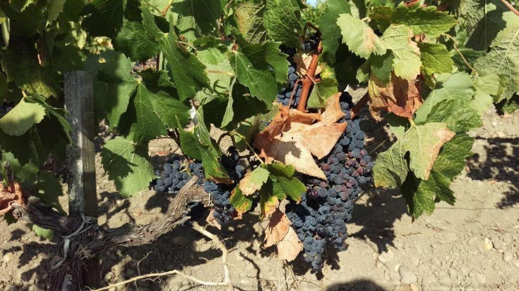 Au Coeur Des Vignobles Bed & Breakfast Saint-Estephe  Luaran gambar